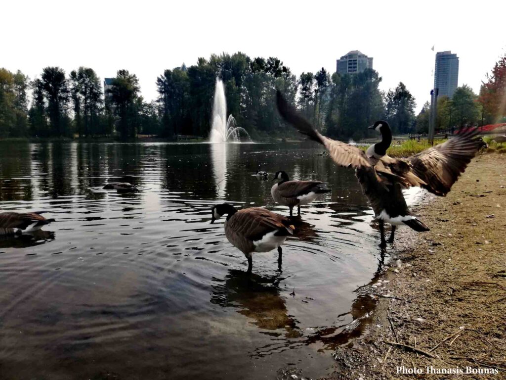 Lafarge Lake in Coquitlam, British Columbia, Canada - Photo By Thanasis Bounas